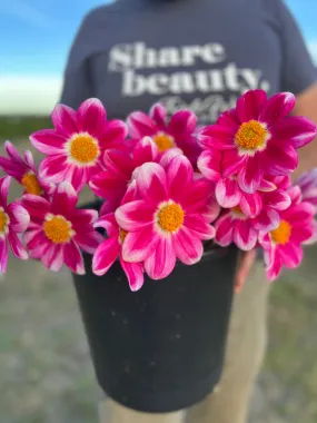 Bloomquist Awestruck Dahlia Tuber