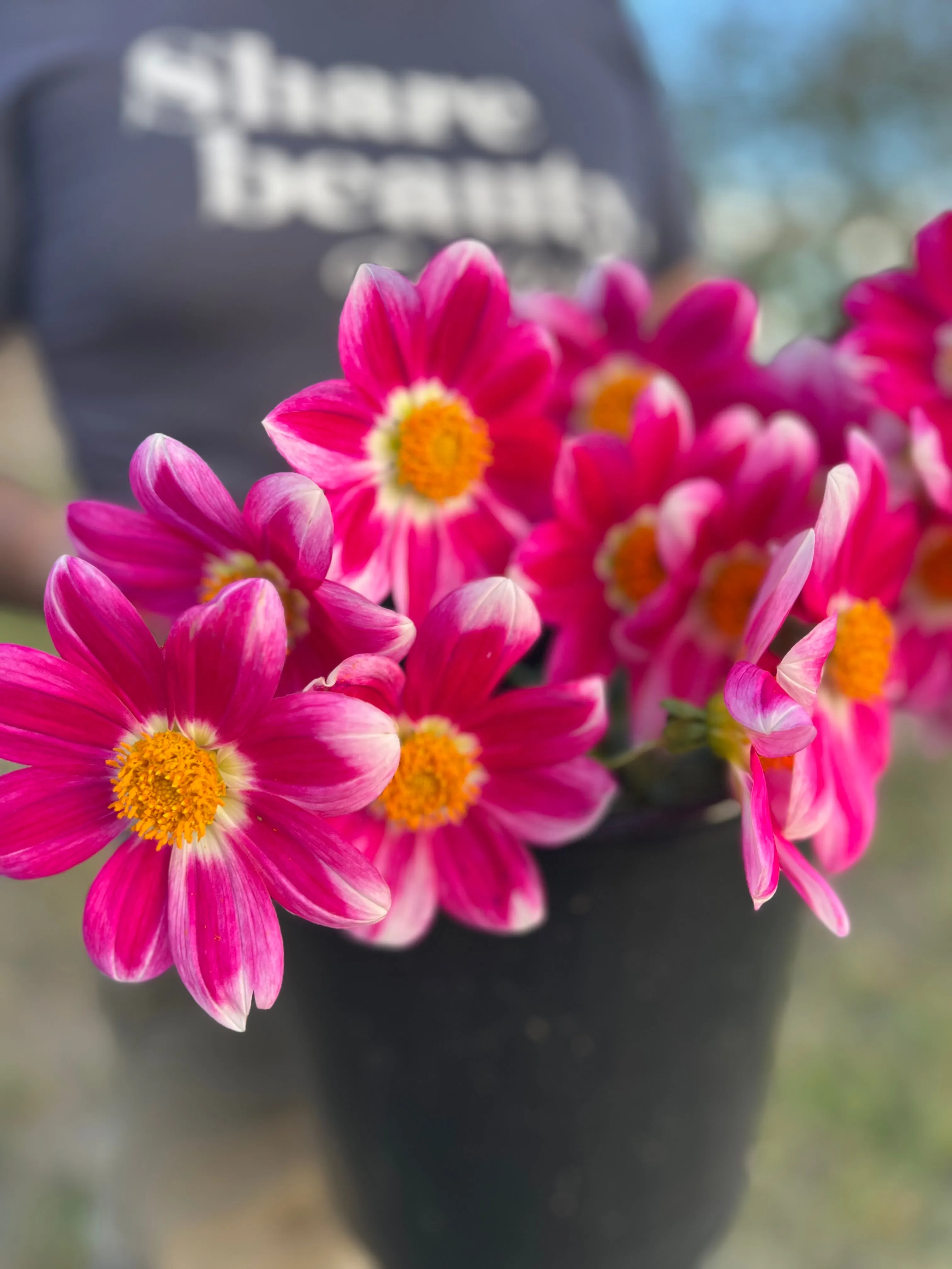 Bloomquist Awestruck Dahlia Tuber