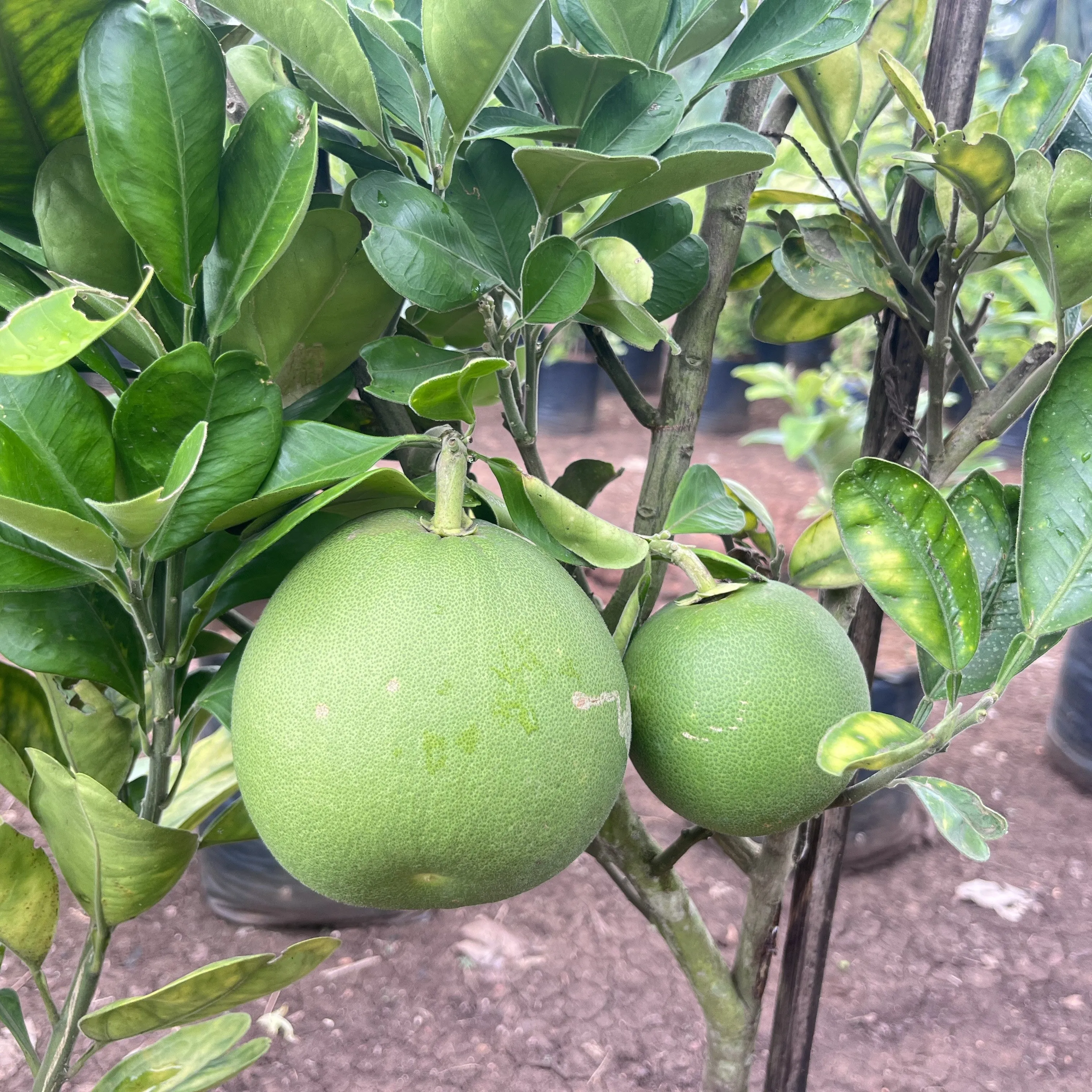 Buy the Best Citrus | paradisii (Grapefruit, Pomelo, Pamplemousse) Plants Online!